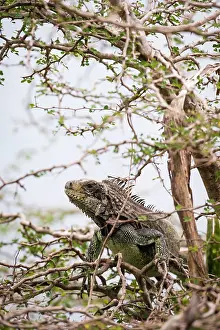 Montserrat: Green Iguana (Iguana iguana) in a tree - Montserrat