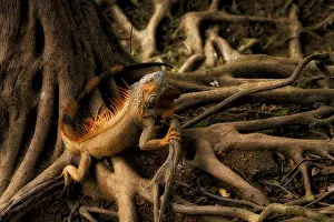Lizards: Green iguana male in breeding colors on buttreses of riverside wild fig tree