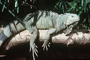 Maureen Brown: GREEN IGUANA-ON BRANCH