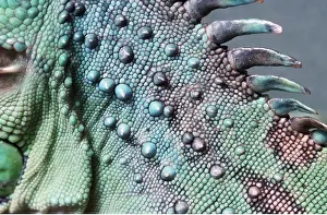 Iguana: GREEN IGUANA SKIN - close up
