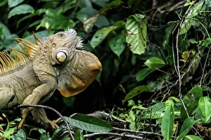 Dewlap: Green Iguana on tree flaring dewlap in threat display
