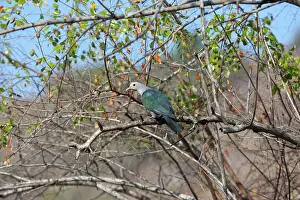 Ducula: Green Imperial Pigeon