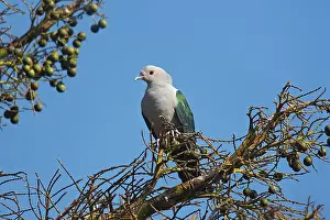 Ducula: Green Imperial Pigeon