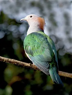 Ducula: Green Imperial Pigeon