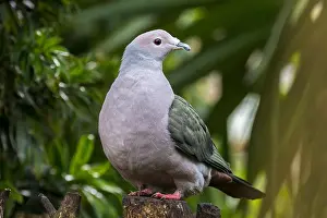 Dove: Green imperial pigeon (Ducula aenea) native to tropical f