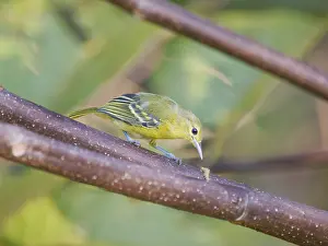Malaya: Green Iora Aegithina viridissima Sabah, Malaysia