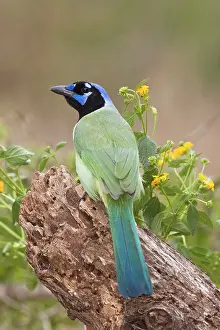 Cyanocorax: Green Jay
