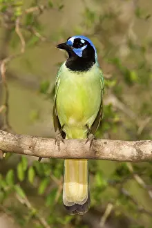 Cyanocorax: Green Jay