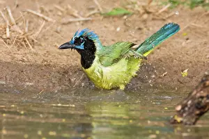 Cyanocorax: Green Jay