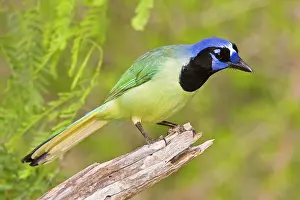 Cyanocorax: Green Jay