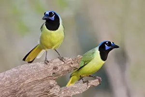 Cyanocorax: Green Jay