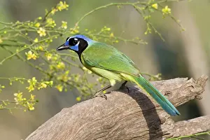 Cyanocorax: Green Jay