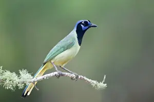 Cyanocorax: Green Jay