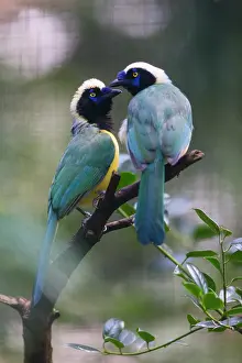 290820: Green Jay, two birds courtship displaying, under