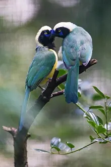 290820: Green Jay, two birds courtship displaying, under