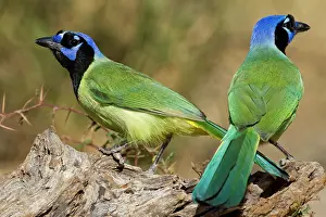 Starr: Green Jay (Cyanocorax yncas) adults foraging