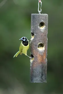 Birdfeeder: Green Jay on feeder
