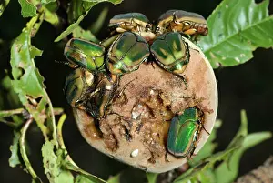Nitida: Green June Beetle