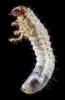 Grub: Green June Beetle in Larval stage, Cotinis nitida (1 long)