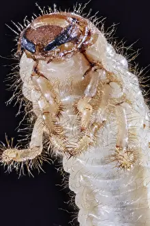 Grub: Green June Beetle in Larval stage, Cotinis nitida 2X