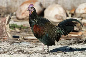 Keeling: Green Junglefowl - male