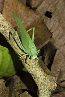 Peruvian: Green Katydid