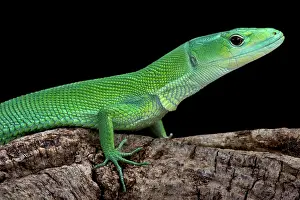 Lacertidae: Green Keel-bellied Lizard (Gastropholis prasina)