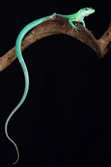 Lacertidae: The Green keel-bellied lizard (Gastropholis prasina)