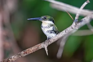Chloroceryle: Green Kingfisher