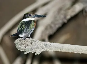 Chloroceryle: Green kingfisher