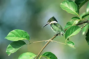 Chloroceryle: Green Kingfisher