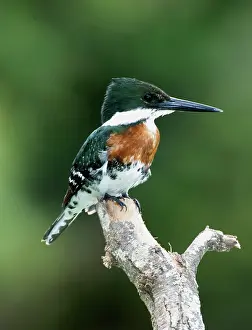 Cerylidae: Green Kingfisher (Chloroceryle americana)