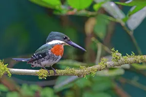 Kingfishers: Green Kingfisher Chloroceryle Americana Sarapiqui, Costa Ric