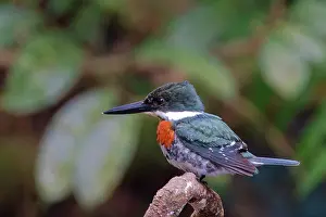 Kingfishers: Green Kingfisher Chloroceryle Americana Sarapiqui, Costa Ric