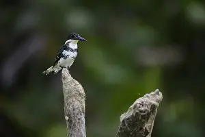 Chloroceryle: Green Kingfisher - Green Kingfisher perched on a