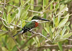 Chloroceryle: Green Kingfisher - male