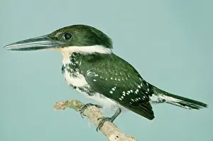 Chloroceryle: Green Kingfisher - On perch