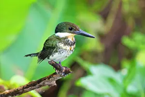 Central And South America: Green kingfisher perched in small bush beside pond