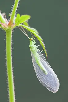 Lacewings: Green Lacewing