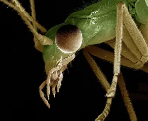 Lacewings: Green Lacewing