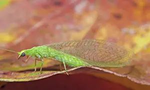 Beneficial: Green Lacewing