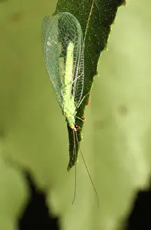 Lacewings: Green Lacewing