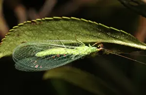 Lacewings: Green Lacewing