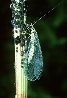 Aphis: GREEN LACEWING - Eating Aphids (Aphis fabae)