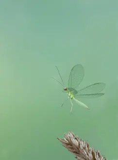 Taking: Green Lacewing - in flight taking off