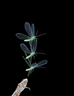 Taking: Green Lacewing - in flight taking off