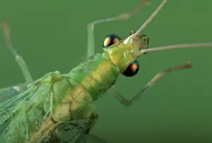 Carnea: Green Lacewing - portrait - close-up