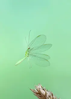 Taking: Green Lacewing - taking off