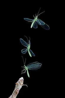 Taking: Green Lacewing - taking off