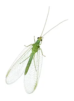 Lacewings: Green Lacewing - Underside View